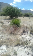 Dasylirion acrotrichum