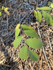 Ulmus alata