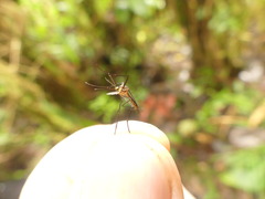 Culicinae
