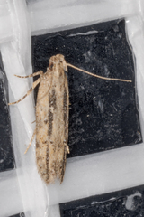 Hypatima