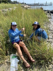 Sporobolus alterniflorus