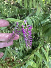 Veronica × andersonii