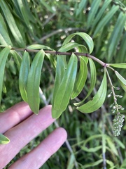 Veronica × andersonii