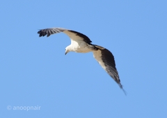 Haliaeetus leucogaster