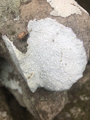 Pertusaria plittiana