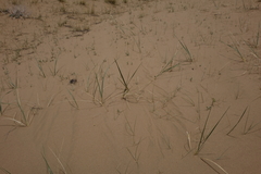 Leymus racemosus
