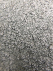 Pertusaria plittiana