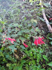Salvia fulgens