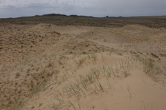 Leymus racemosus