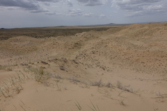 Leymus racemosus
