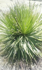 Dasylirion acrotrichum