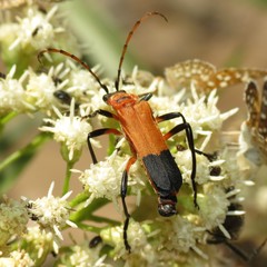 Chauliognathus profundus