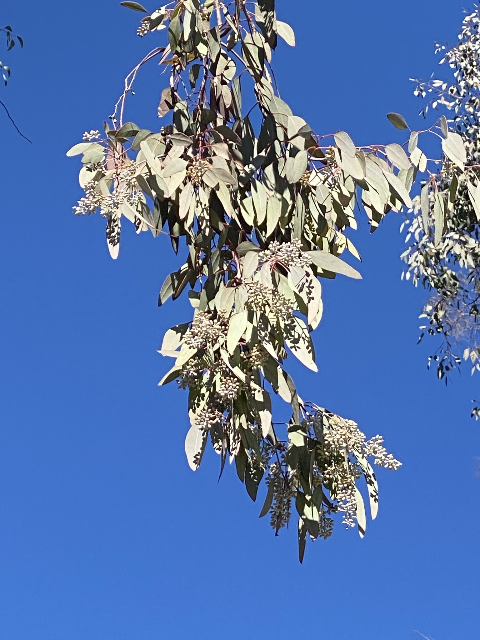 Eucalyptus polyanthemos subsp. polyanthemos