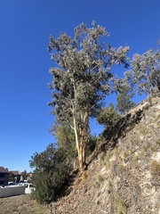 Eucalyptus polyanthemos polyanthemos