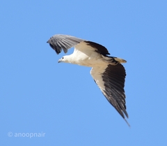 Haliaeetus leucogaster