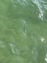 Tylosurus crocodilus