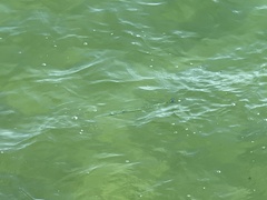 Tylosurus crocodilus