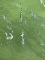 Tylosurus crocodilus