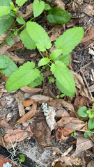 Stachys floridana