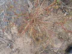 Phyllanthus heterophyllus