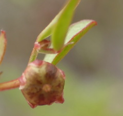 Phyllanthus heterophyllus