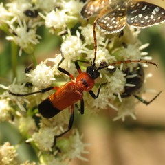 Chauliognathus profundus