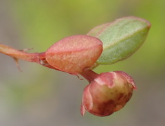 Phyllanthus heterophyllus