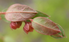 Phyllanthus heterophyllus