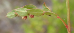 Phyllanthus heterophyllus