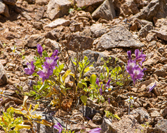 Alstroemeria violacea