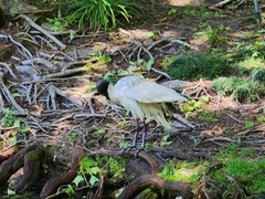 Threskiornis molucca