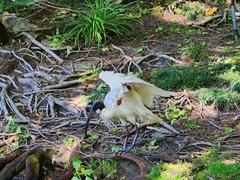 Threskiornis molucca