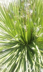 Dasylirion acrotrichum