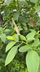 Phytolacca heterotepala