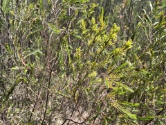 Passerina montivaga