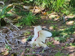 Threskiornis molucca