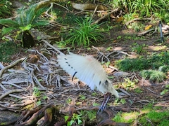 Threskiornis molucca