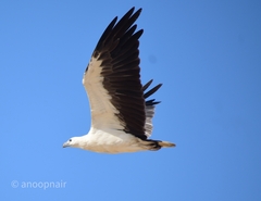 Haliaeetus leucogaster