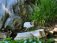 Threskiornis molucca