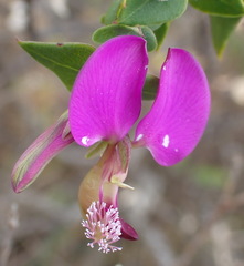 Polygala fruticosa