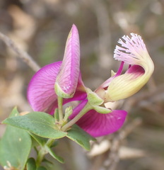 Polygala fruticosa