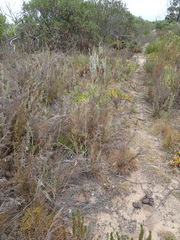 Thamnochortus glaber