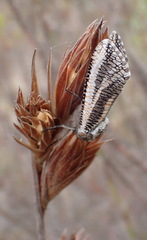 Thamnochortus glaber