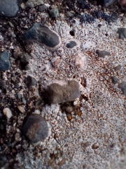 Lecanora campestris