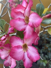 Adenium