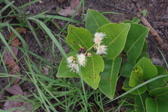 Syzygium guineense subsp. huillense image
