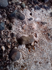 Lecanora campestris