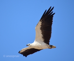Haliaeetus leucogaster