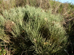 Cytisus oromediterraneus