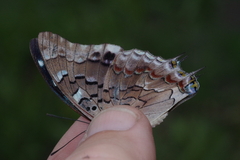 Charaxes guderiana